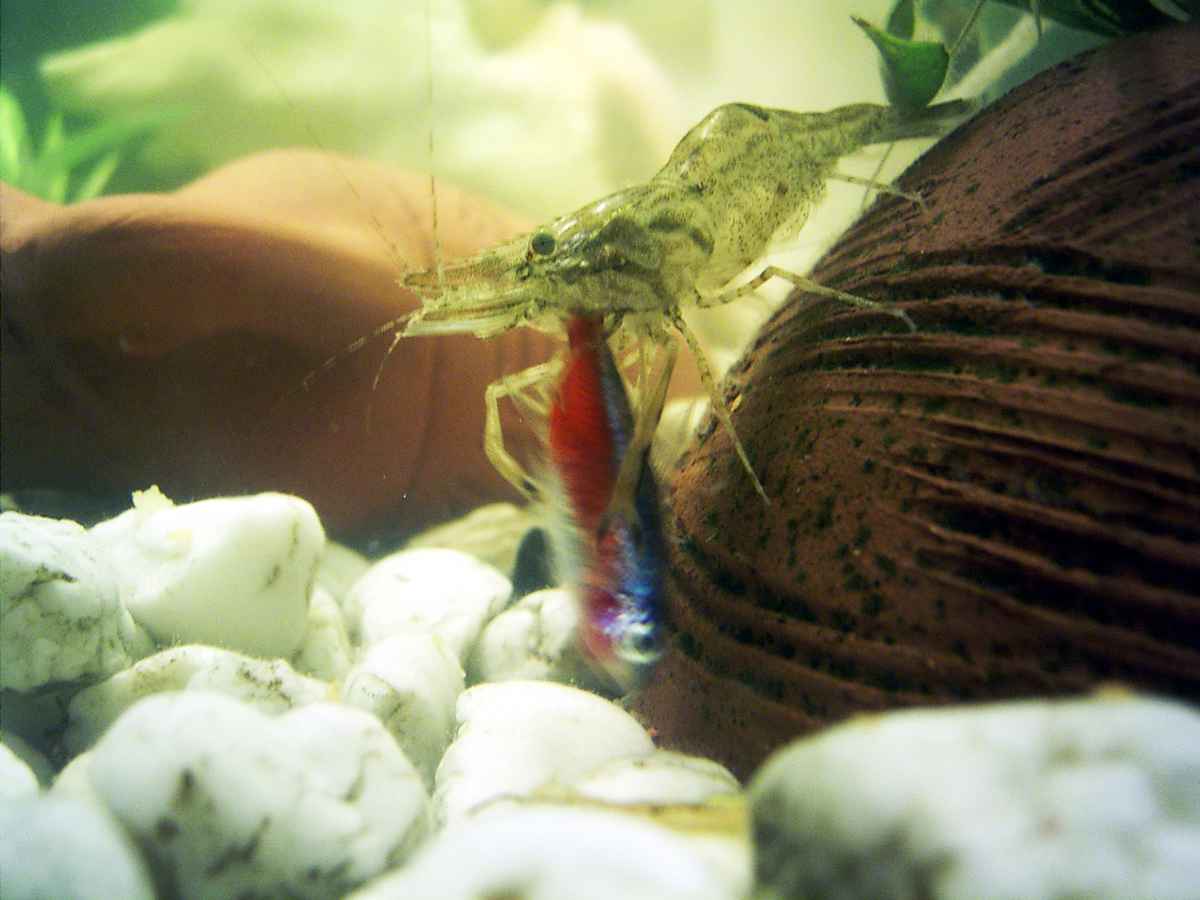 Garnele frisst Neon 1