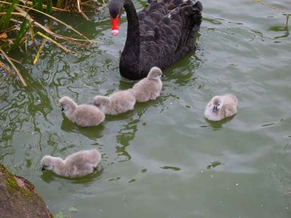 Schwanen Mama mit ihren Jungen