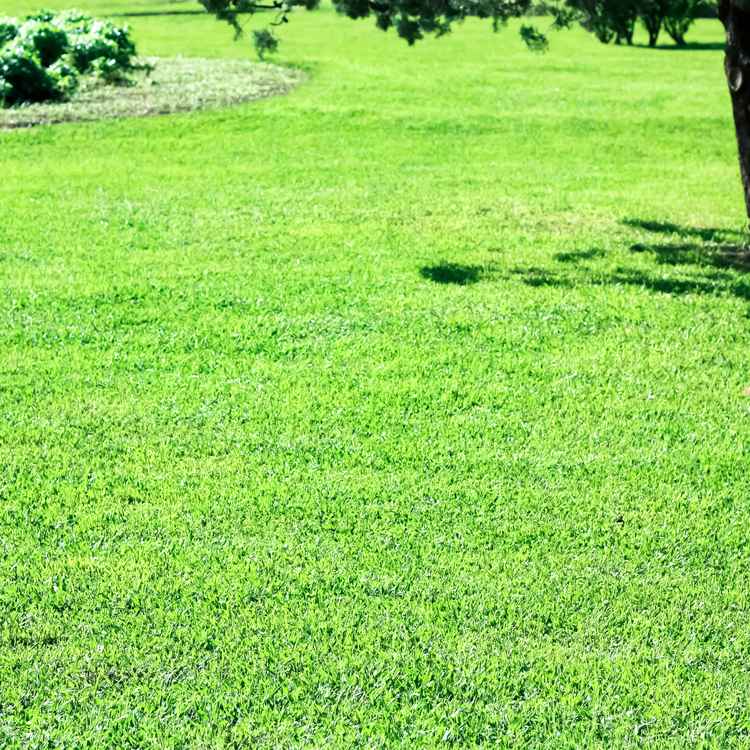 Wiese im Stadtpark