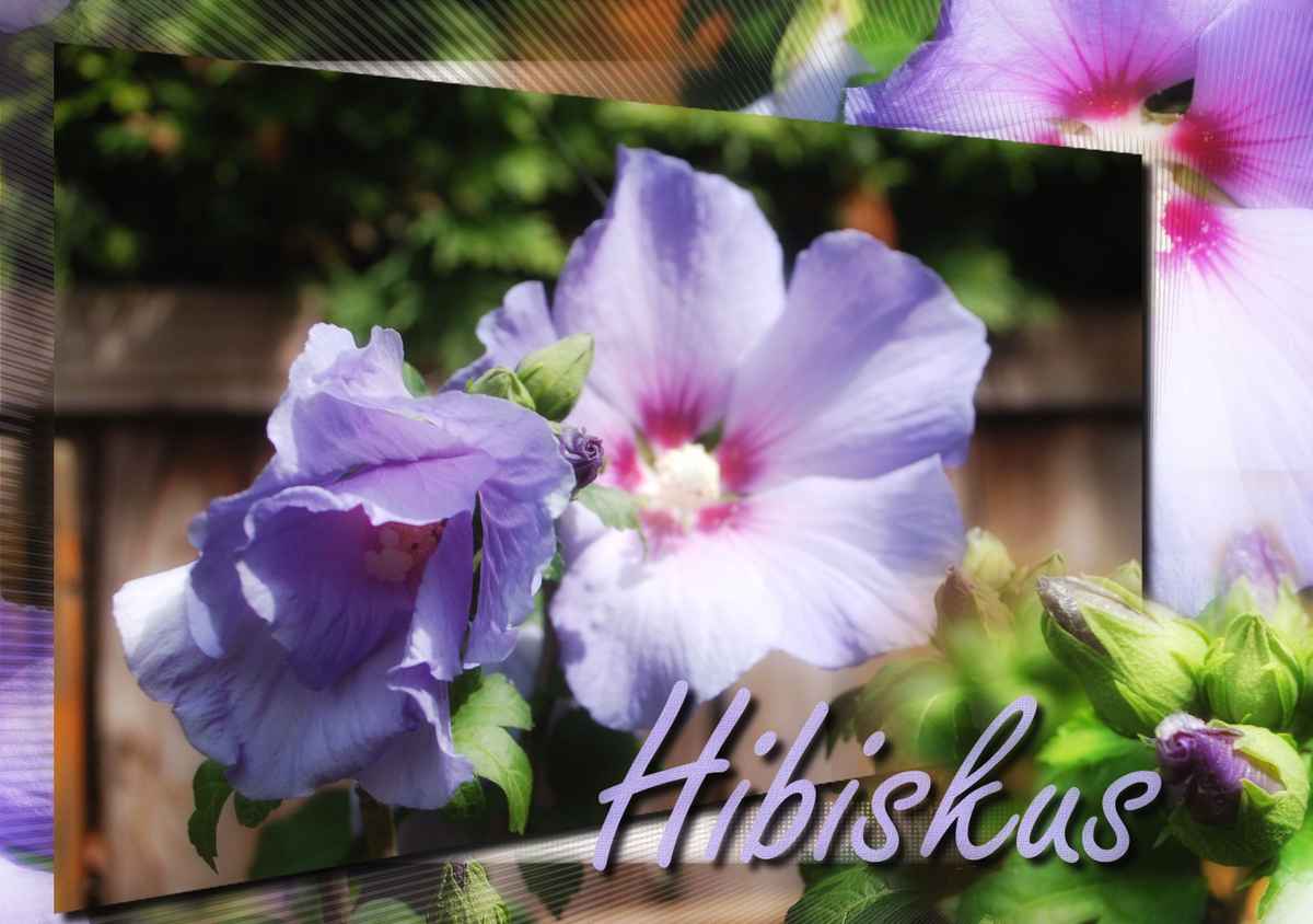 Hibiskus-Glamor
