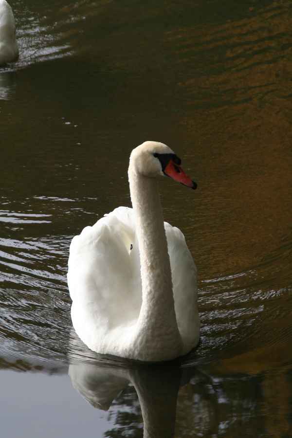 Schwan