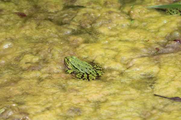 Frosch