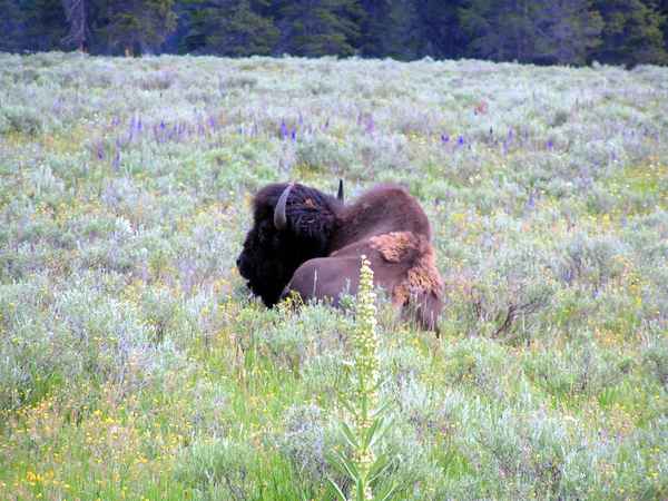 Bison 1