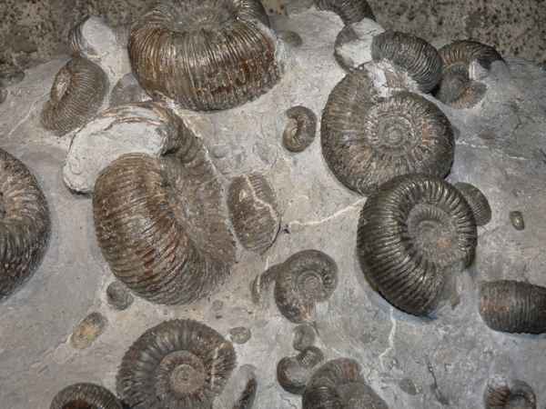 Fossil 2