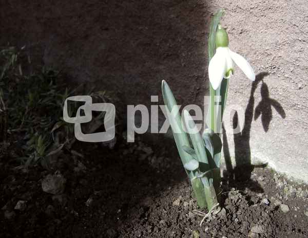 Aus dem Schatten ins Licht ...