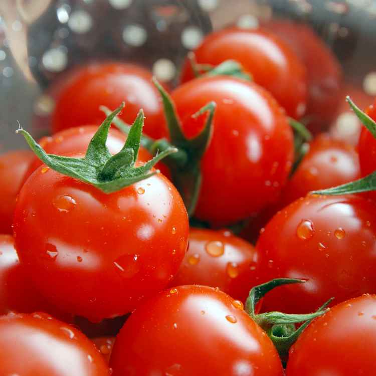 Tomate 3 (3872 x 2592)
