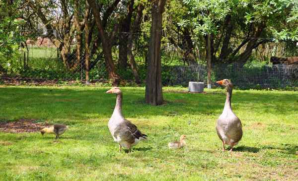 Familie Gans