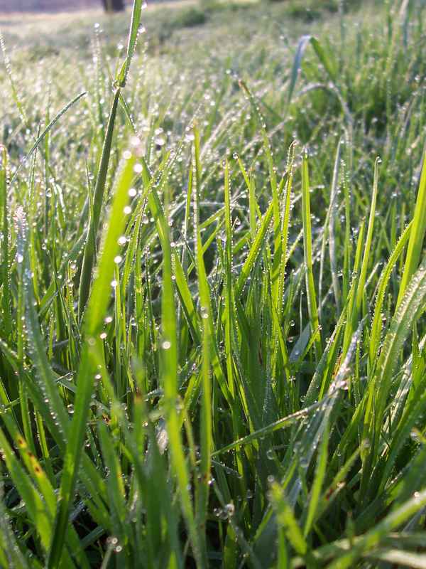 Morgentau auf den Streuobstwiesen