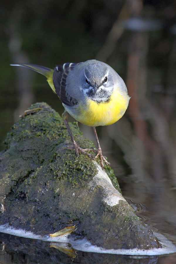 Gebirgsstelze  Anno 2012