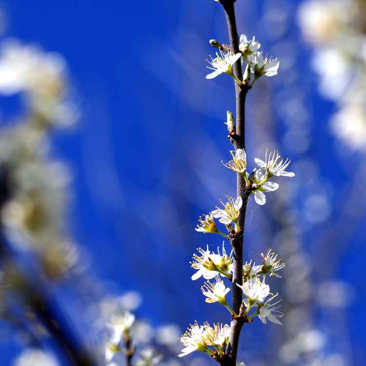 Schlehenblüten im April