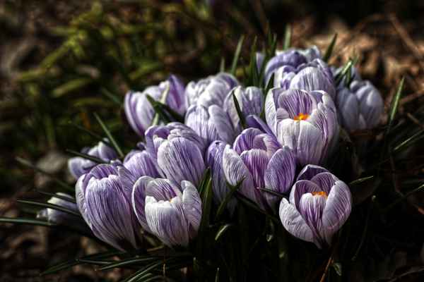 Krokusse