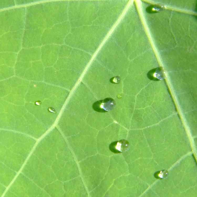 Wassertropfen