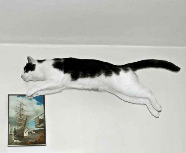mein fliegender Kater