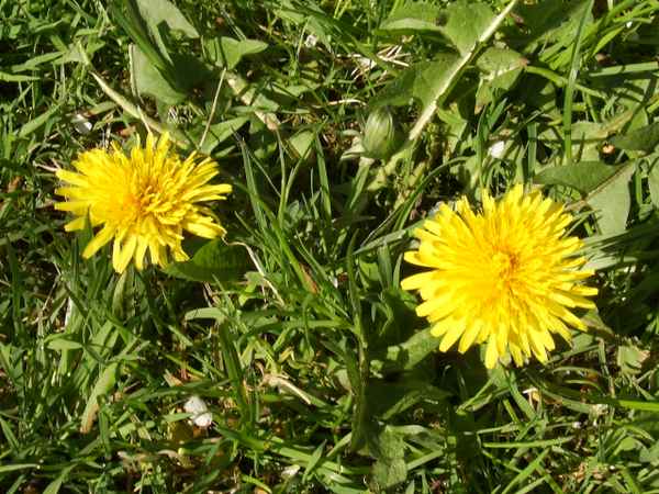 Zwei Löwenzahn im grünen Gras