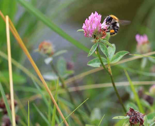 Bombus, das Schleckermäulchen 02