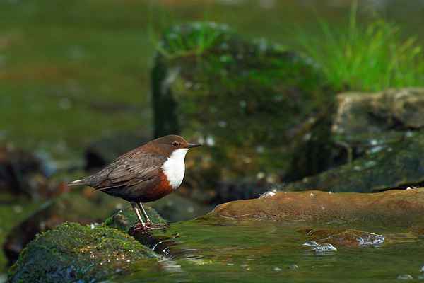 Konservenmaterial Cannon EOS 30D