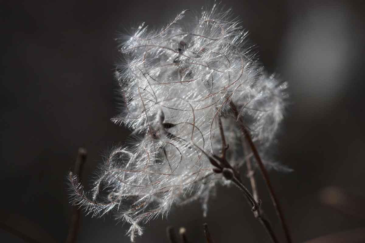 Clematis Nahaufnahme vom Samenstand