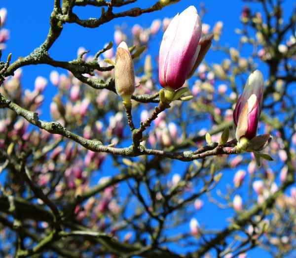 FRÜHLINGSERWACHEN V