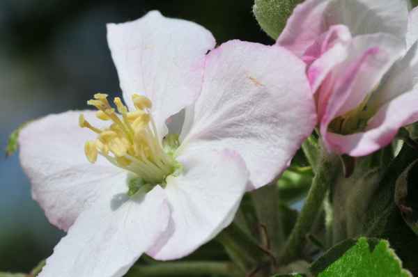 Apfelblüte