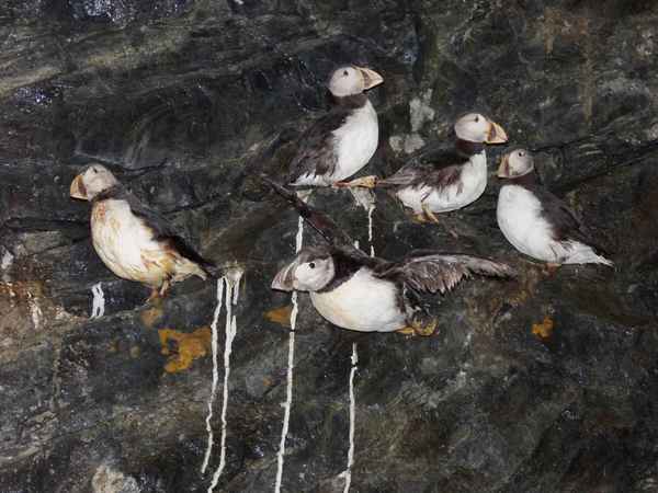 Vögel der Arktis 2