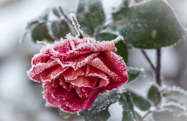 Winterrose