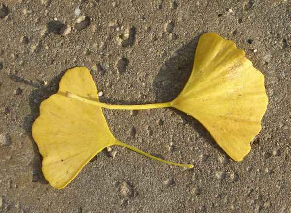 Gingko-Blätter