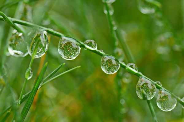 Perlenkette in der Wiese