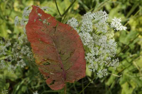 Blatt-, Blume- und Insektengemeinschaft