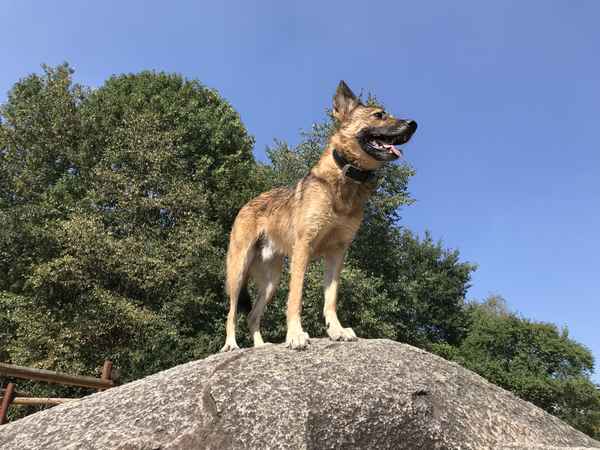Schäferhundmischling