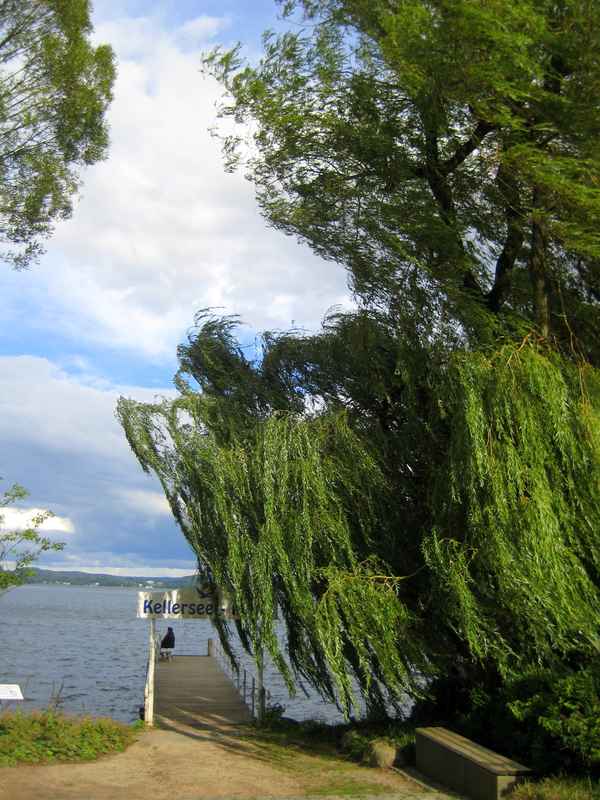 Der Wind in der Weide