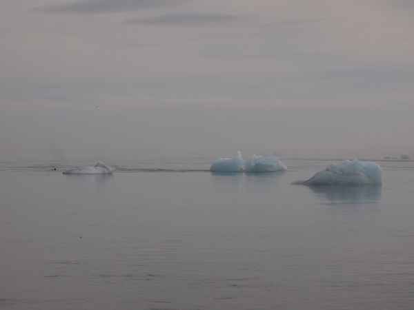 Eisberge an der Küste Islands / Foto: Alexander Hauk