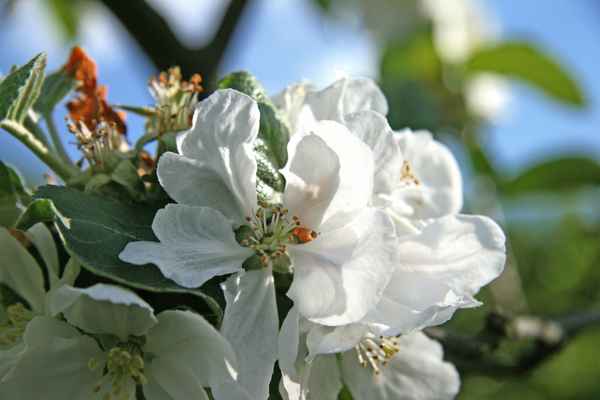 Apfelblüte
