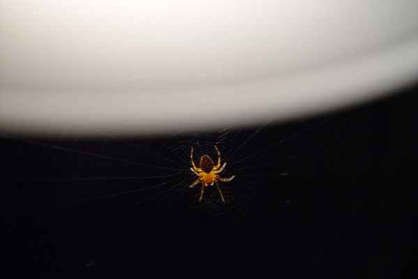 ich glaub ich spinne