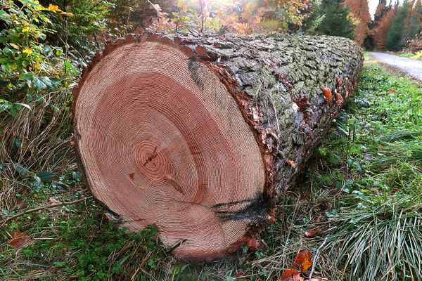 Wer zählt die Lebensjahre?
