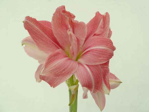 Amaryllis