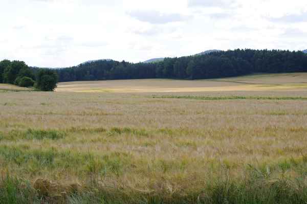 Wiese von der Sonne geküsst