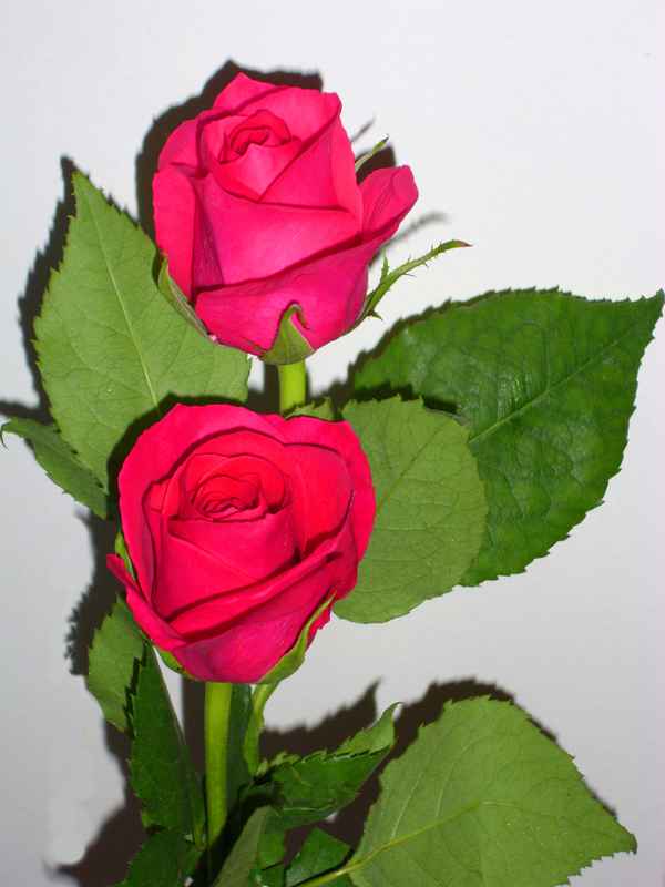 ## DIE ZWEI ##
