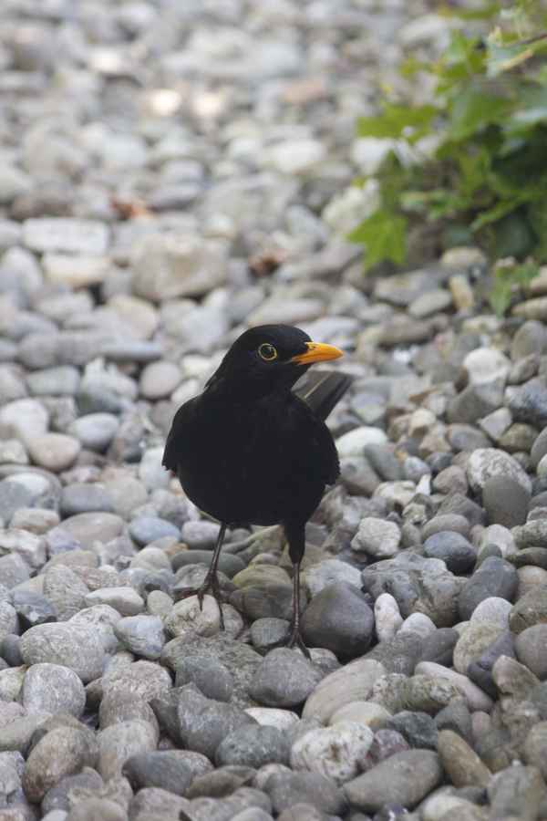 Neugierige Amsel im Garten