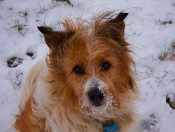Hund im Schnee