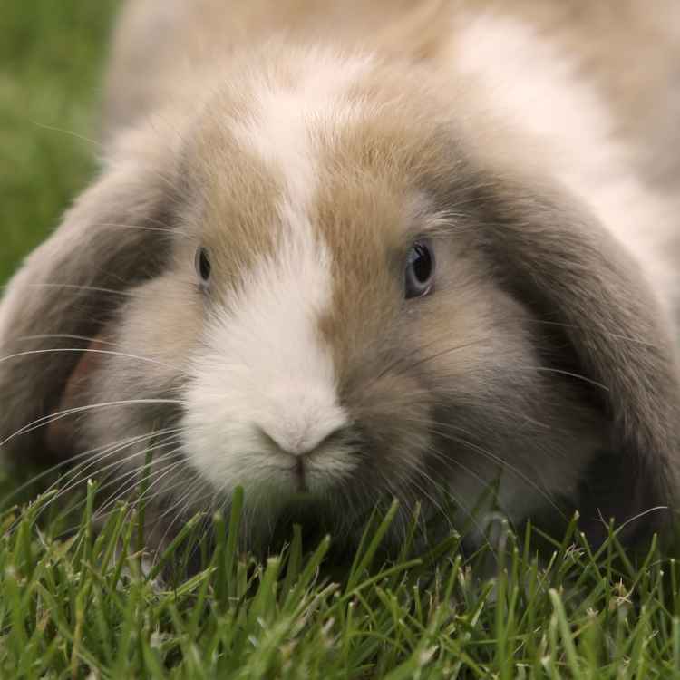 Kaninchenbaby