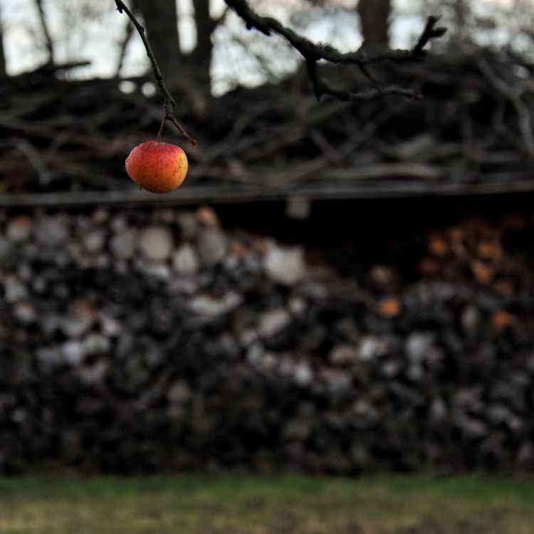 Apfel vor Holzstapel