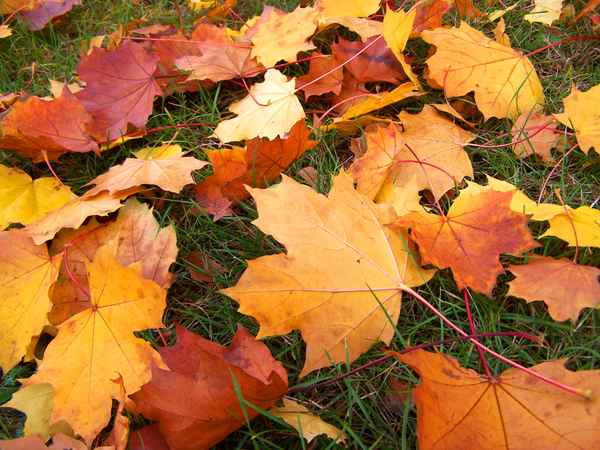 Blätterfall 12