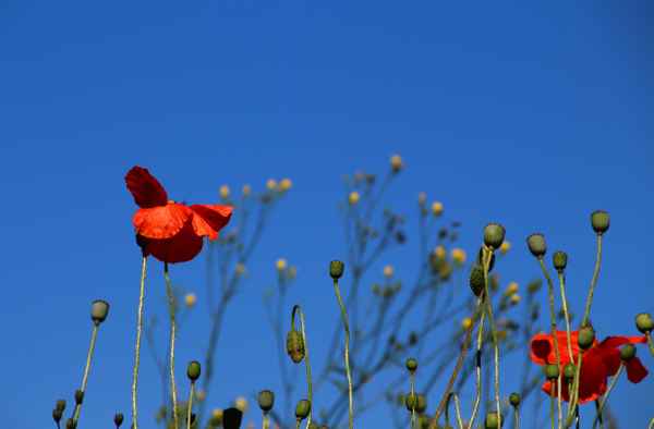 Sommerliche Farbtupfer