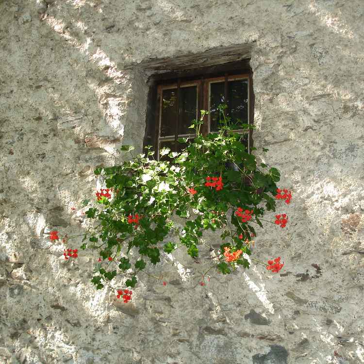 fenster