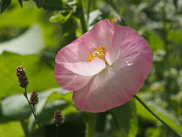 die sonne eingefangen