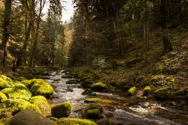 Im Tal .... wo der Wildbach rauscht