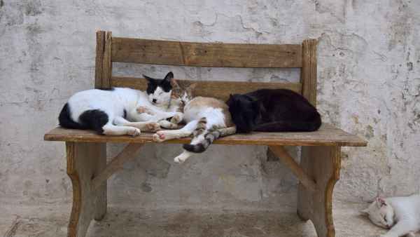 schlafende Katzen