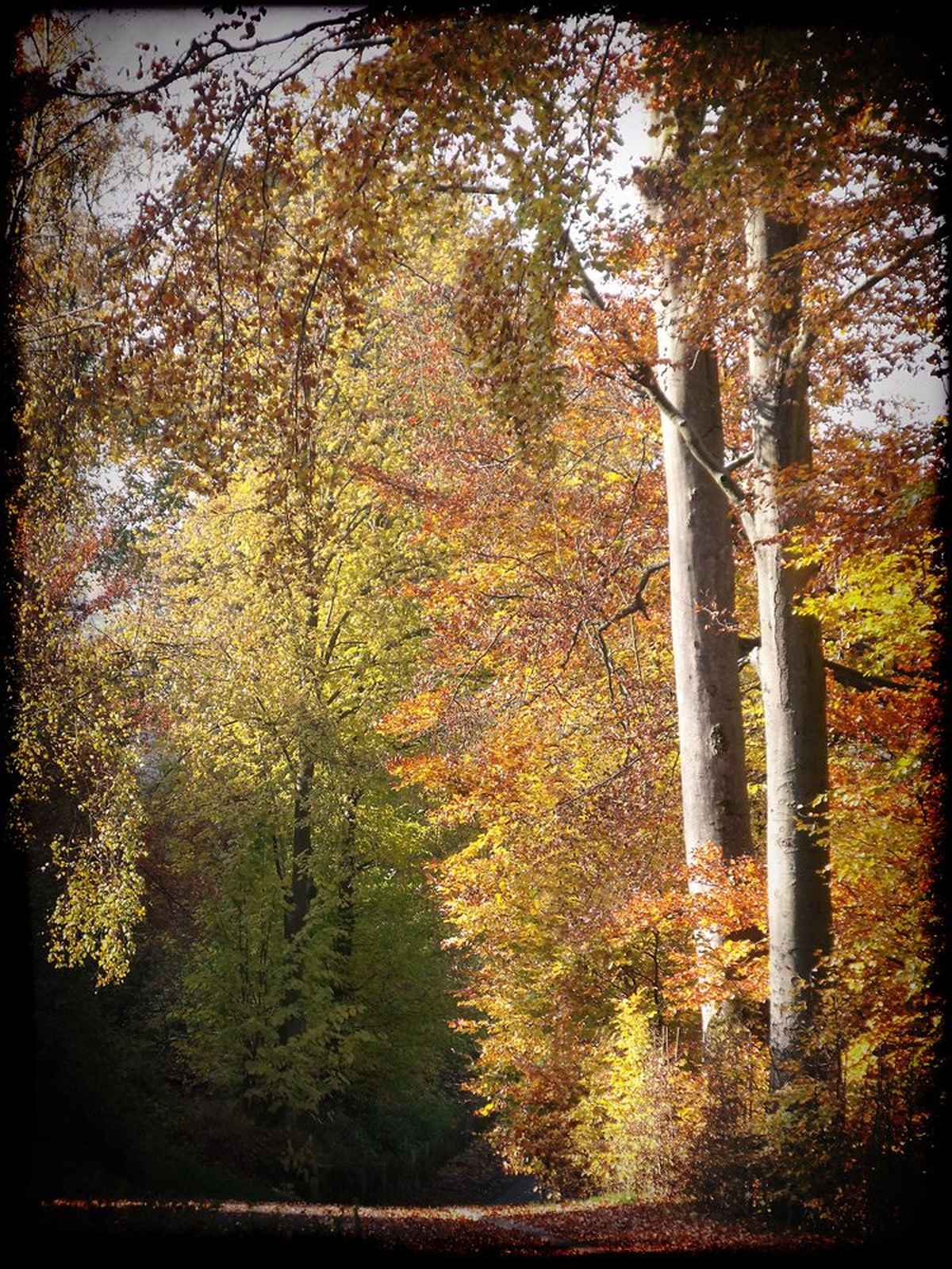 Herbst