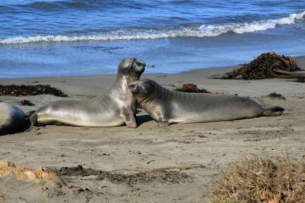 See-Elefanten, Piedras Blancas