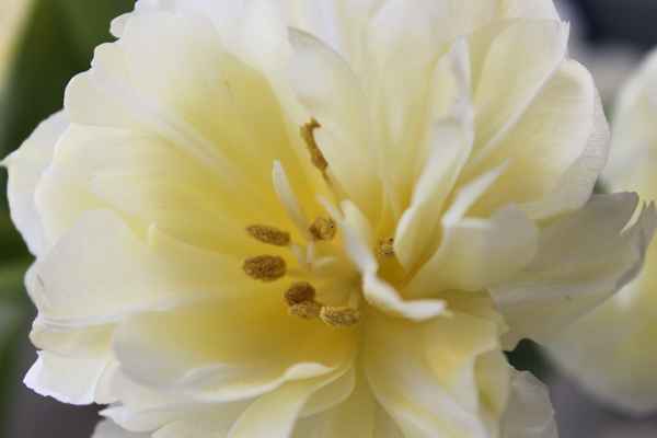 gefüllte Tulpe